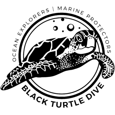 Black Turtle Dive Koh Tao